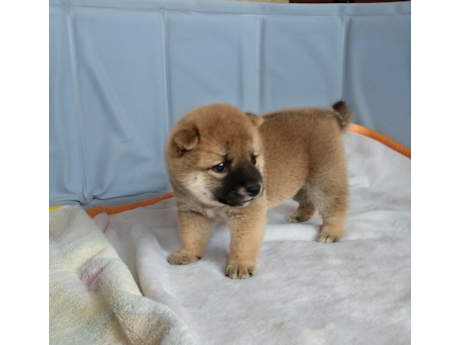 2026年7月10日生まれ赤柴犬の子犬