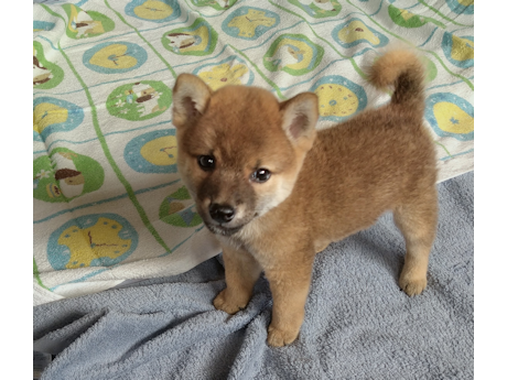 2026年6月20日生まれ赤柴犬の子犬