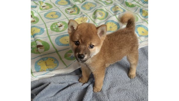 2026年6月20日生まれ赤柴犬の子犬