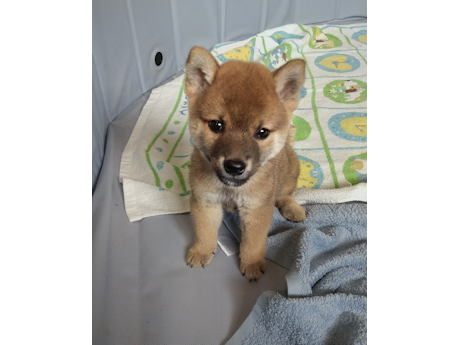 2026年6月20日生まれ赤柴犬の子犬