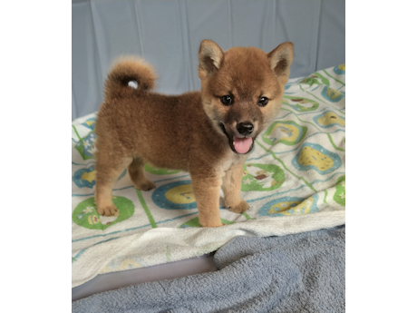 2026年6月20日生まれ赤柴犬の子犬