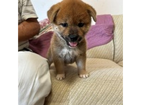 2026年7月1日生まれ赤柴犬の子犬