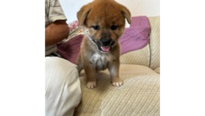2026年7月1日生まれ赤柴犬の子犬