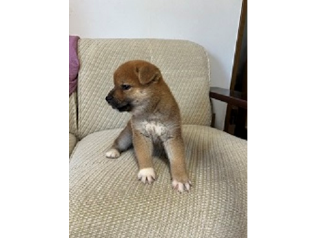 2026年7月1日生まれ赤柴犬の子犬