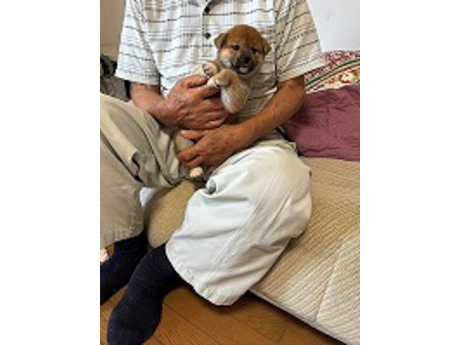 2026年7月1日生まれ赤柴犬の子犬