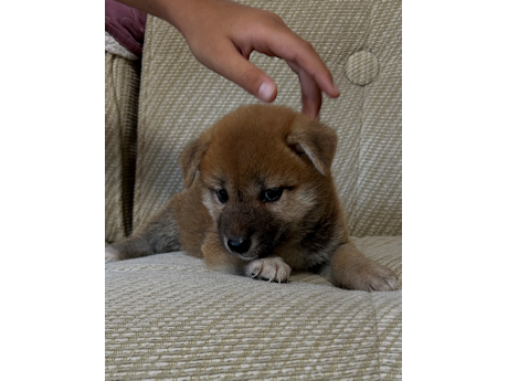 2026年6月21日生まれ赤柴犬の子犬