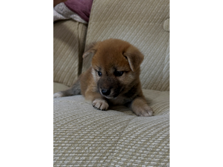 2026年6月21日生まれ赤柴犬の子犬