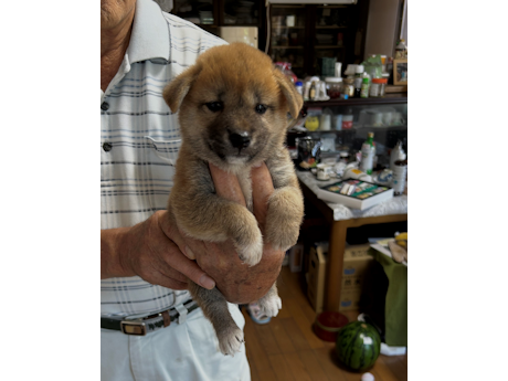 2026年6月21日生まれ赤柴犬の子犬