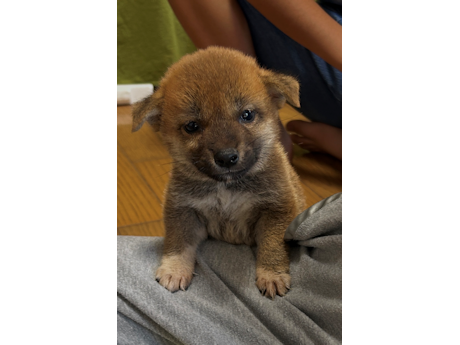 2026年6月21日生まれ赤柴犬の子犬