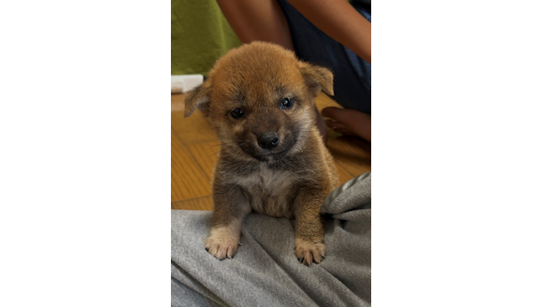 2026年6月21日生まれ赤柴犬の子犬