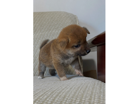 2026年6月21日生まれ赤柴犬の子犬