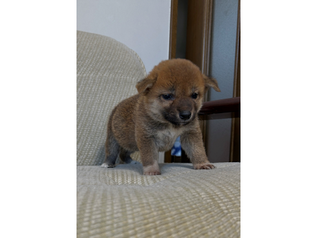 2026年6月21日生まれ赤柴犬の子犬