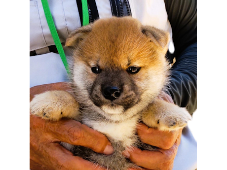 2026年7月15日生まれ赤柴犬の子犬