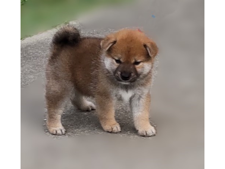 2026年7月15日生まれ赤柴犬の子犬