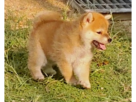 2026年7月15日生まれ赤柴犬の子犬
