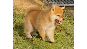 2026年7月15日生まれ赤柴犬の子犬