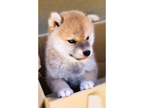 2026年7月15日生まれ赤柴犬の子犬