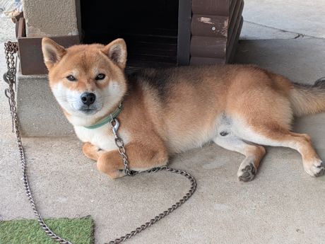 柴犬の風太４歳になりました