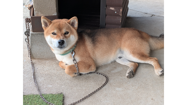 柴犬の風太4歳になりました
