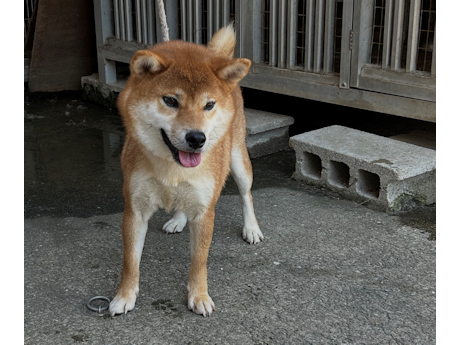 令和7年6月30日生まれ赤柴犬の里親募集