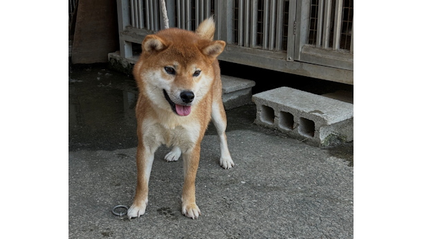 令和7年6月30日生まれ赤柴犬の里親募集