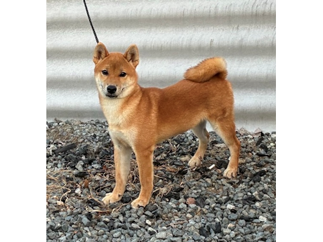 令和8年3月13日生まれ赤柴犬の里親募集