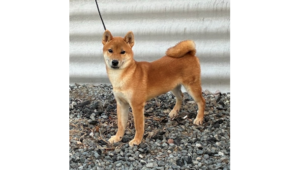 令和8年3月13日生まれ赤柴犬の里親募集