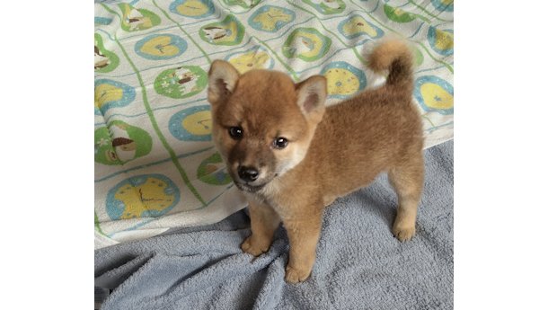 2026年6月20日生まれ赤柴犬の子犬