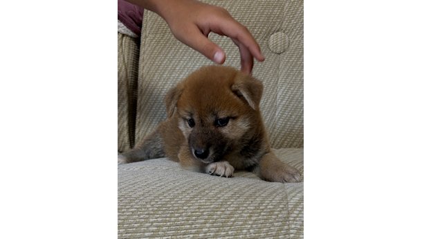 2026年6月21日生まれ赤柴犬の子犬