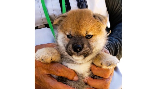 2026年7月15日生まれ赤柴犬の子犬