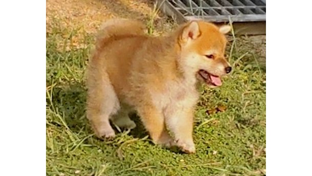 2026年7月15日生まれ赤柴犬の子犬