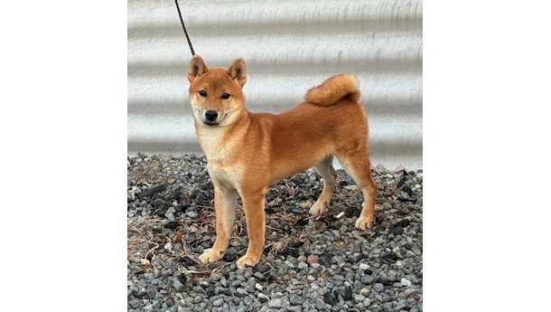令和8年3月13日生まれ赤柴犬の里親募集