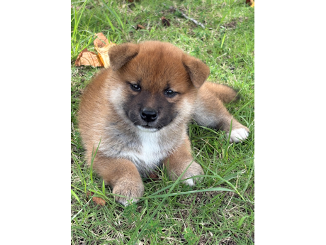 2026年7月20日生まれ赤柴犬の子犬