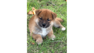 2026年7月20日生まれ赤柴犬の子犬