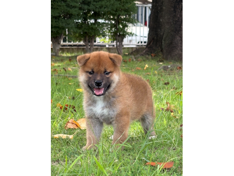 2026年7月20日生まれ赤柴犬の子犬