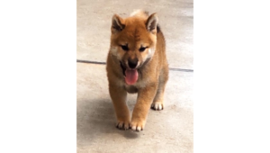 2026年7月25日生まれ赤柴犬の子犬