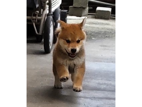 2026年7月25日生まれ赤柴犬の子犬