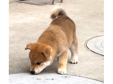 サクラ01(2520) 走帆荘 | e柴犬ドットコム