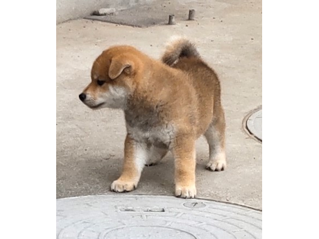 2026年7月25日生まれ赤柴犬の子犬