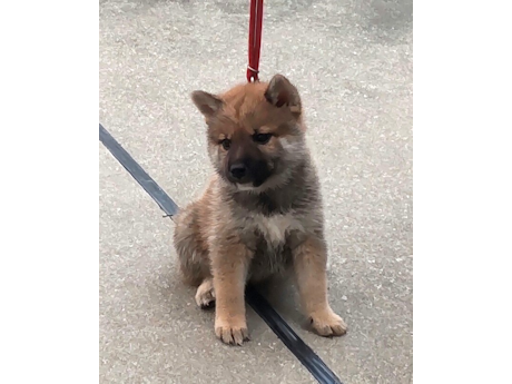 2026年7月25日生まれ赤柴犬の子犬