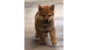 2026年7月25日生まれ赤柴犬の子犬