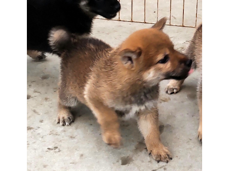 2026年7月25日生まれ赤柴犬の子犬