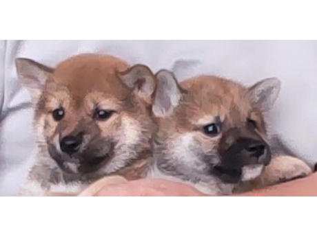 2026年7月25日生まれ赤柴犬の子犬