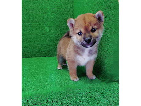 2026年8月5日生まれ赤柴犬の子犬
