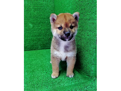 2026年8月5日生まれ赤柴犬の子犬