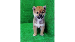 2026年8月5日生まれ赤柴犬の子犬