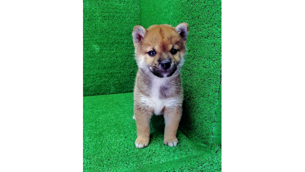 2026年8月5日生まれ赤柴犬の子犬
