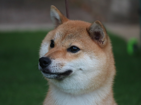 令和6年7月16日生まれ赤柴犬の里親募集