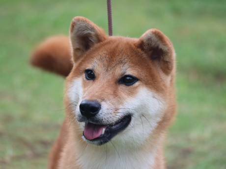 令和8年1月20日生まれ赤柴犬の里親募集