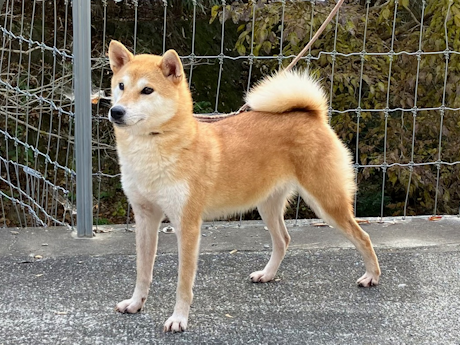 令和6年2月18日生まれ赤柴犬の里親募集